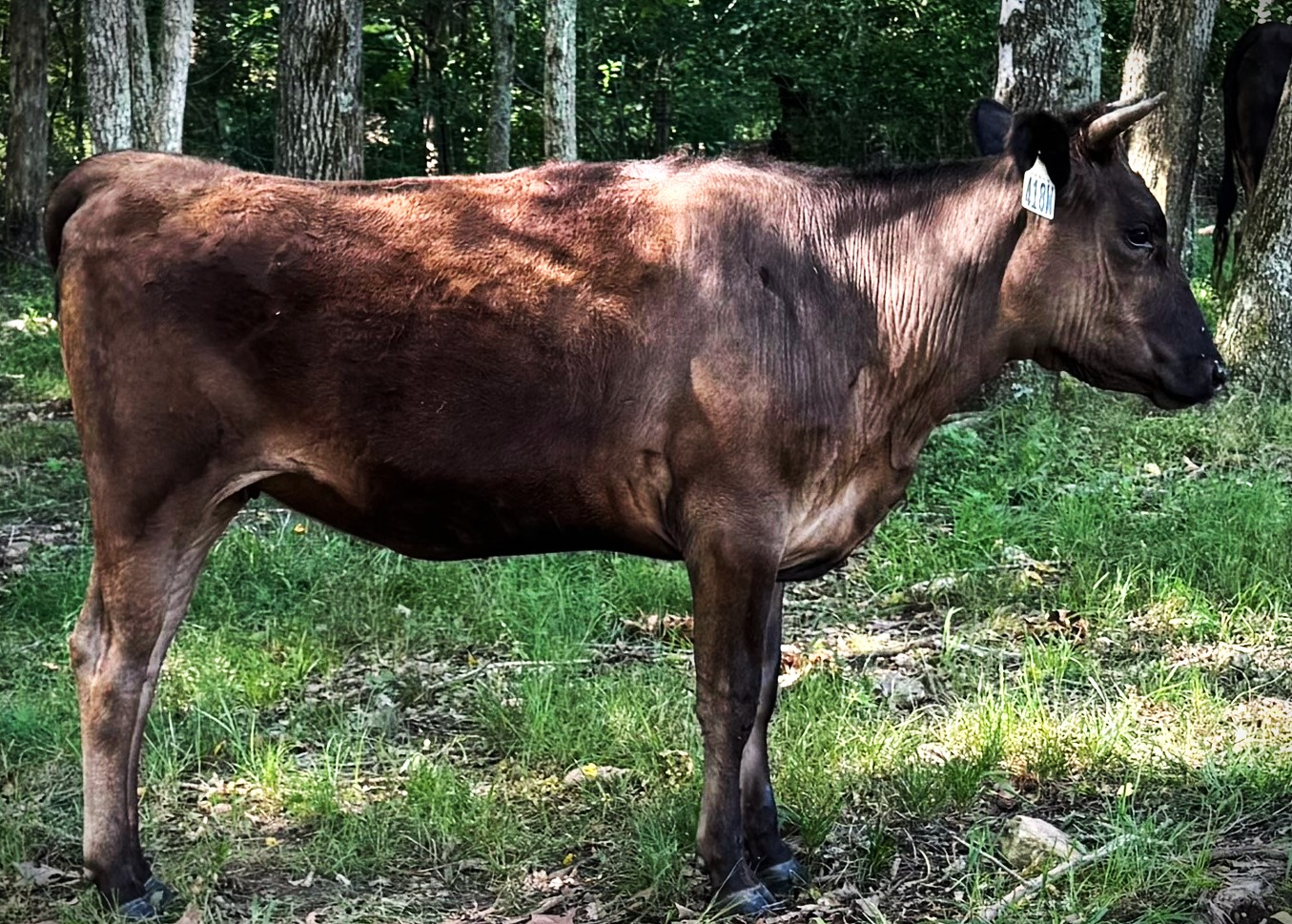 9 Registered Wagyu Heifers Available in Missouri